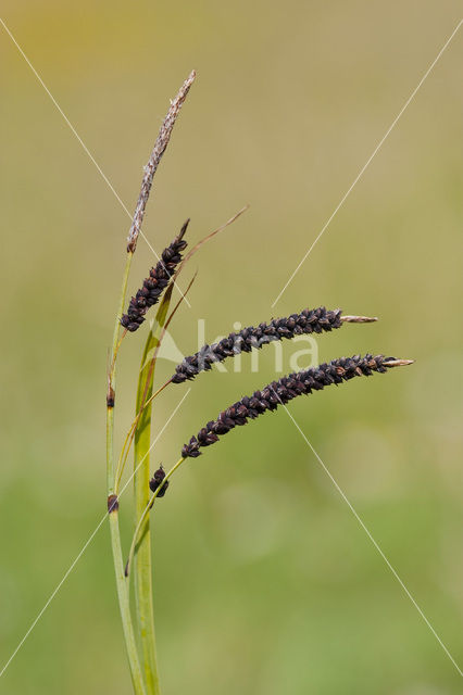 Zeegroene zegge (Carex flacca)