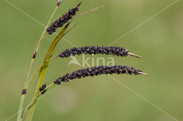 Zeegroene zegge (Carex flacca)