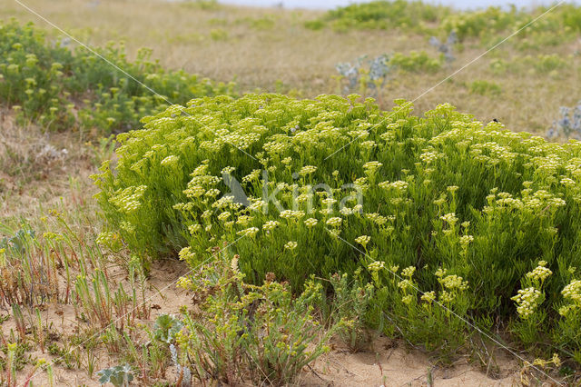 Zeevenkel (Crithmum maritimum)