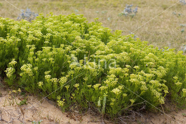 Zeevenkel (Crithmum maritimum)