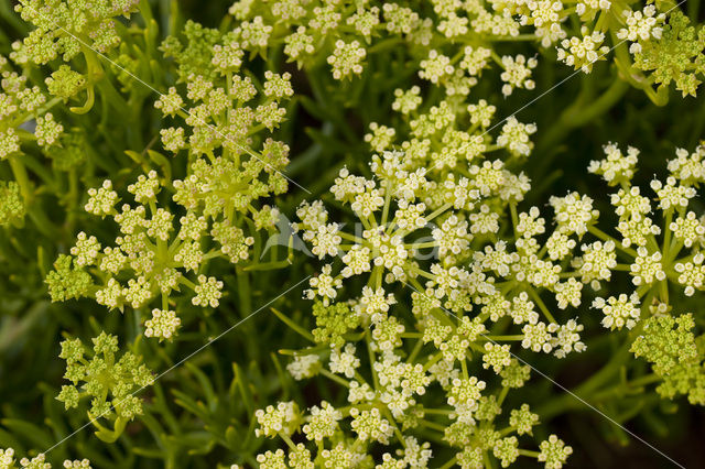 Zeevenkel (Crithmum maritimum)