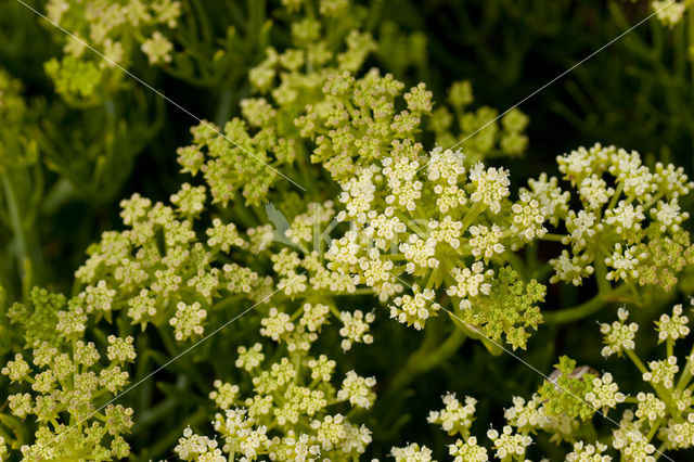 Zeevenkel (Crithmum maritimum)