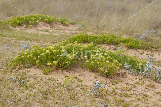 Zeevenkel (Crithmum maritimum)