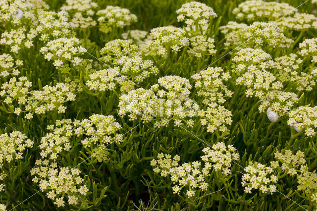 Zeevenkel (Crithmum maritimum)