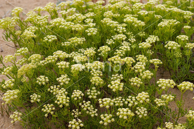 Zeevenkel (Crithmum maritimum)