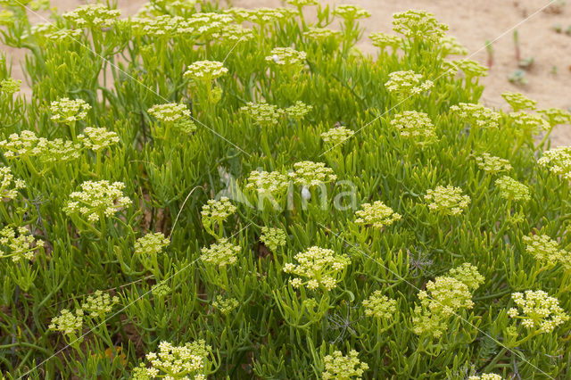 Zeevenkel (Crithmum maritimum)