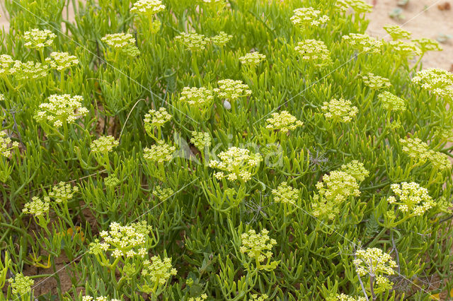 Zeevenkel (Crithmum maritimum)