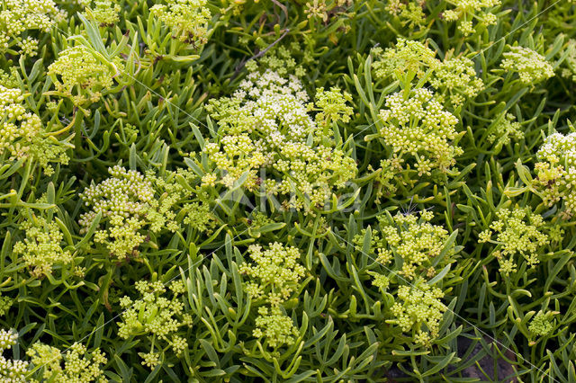 Zeevenkel (Crithmum maritimum)