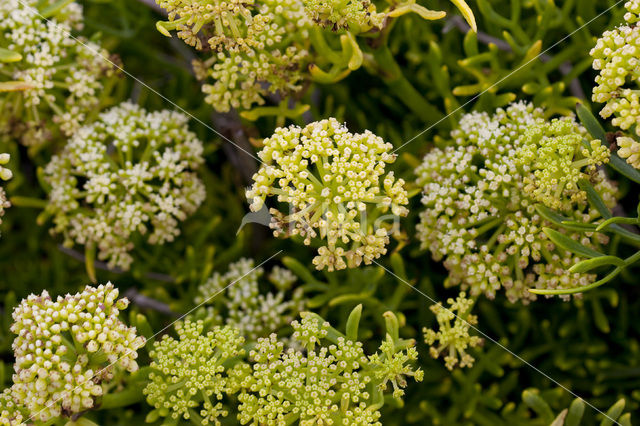 Zeevenkel (Crithmum maritimum)