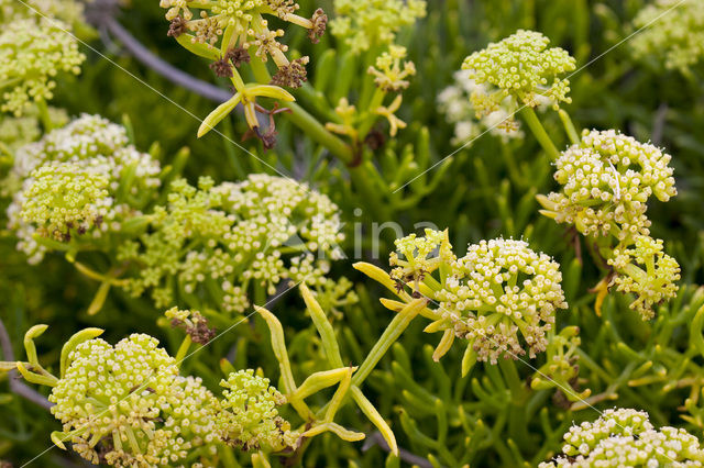 Zeevenkel (Crithmum maritimum)