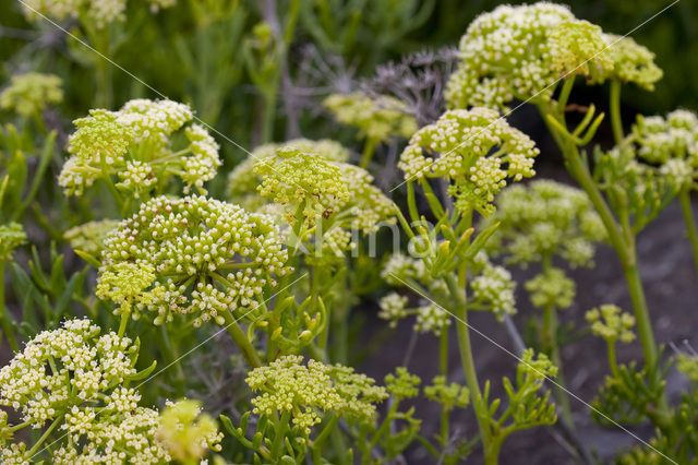 Zeevenkel (Crithmum maritimum)