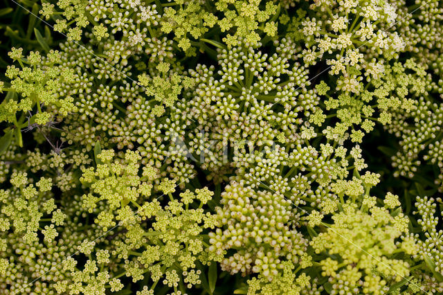 Zeevenkel (Crithmum maritimum)