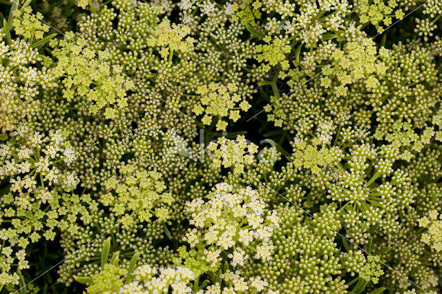 Zeevenkel (Crithmum maritimum)