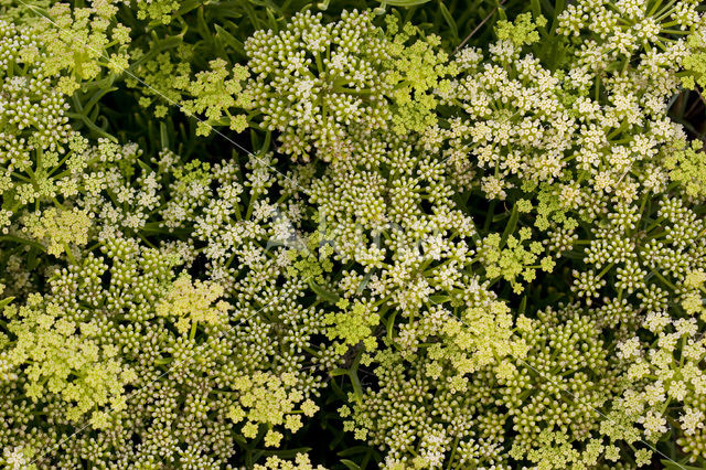 Zeevenkel (Crithmum maritimum)