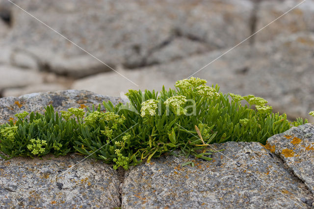 Zeevenkel (Crithmum maritimum)