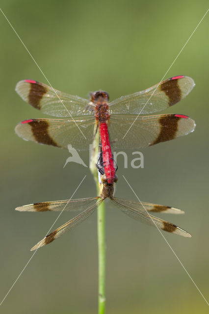 Bandheidelibel (Sympetrum pedemontanum)