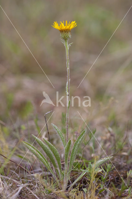 Bergalant (Inula montana)