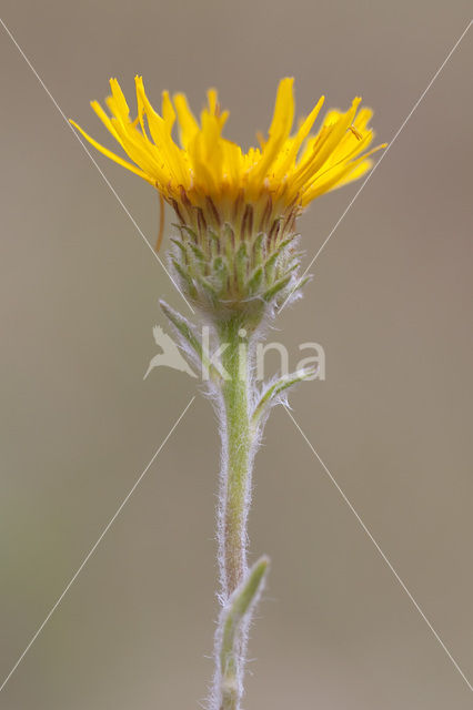 Bergalant (Inula montana)