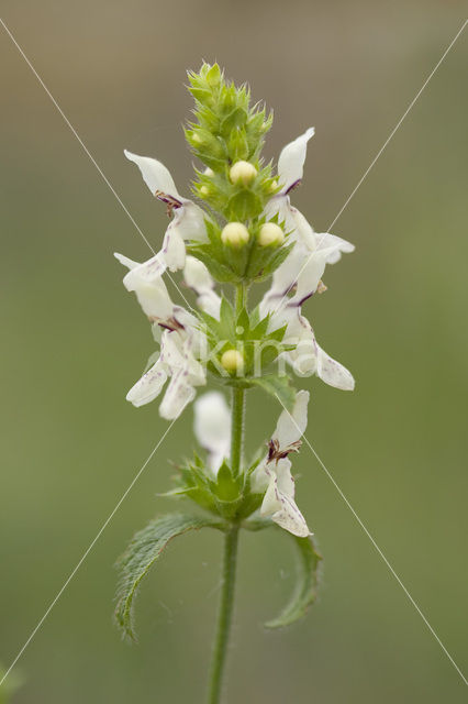 Bergandoorn (Stachys recta)