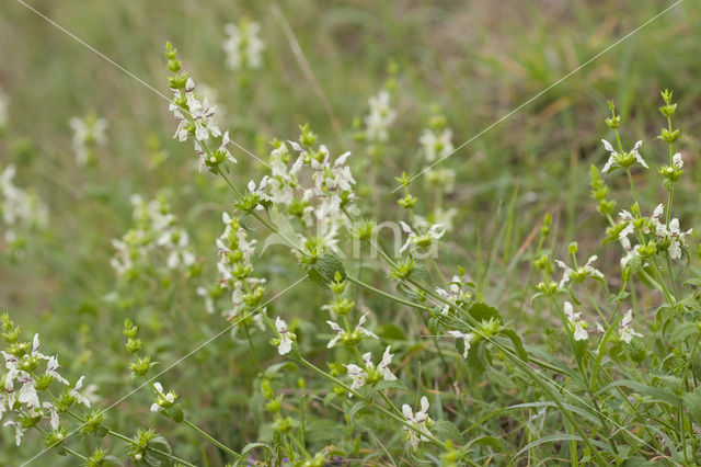 Bergandoorn (Stachys recta)