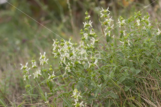 Bergandoorn (Stachys recta)