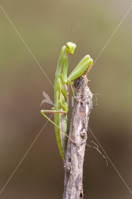 Bidsprinkhaan (Mantis religiosa)