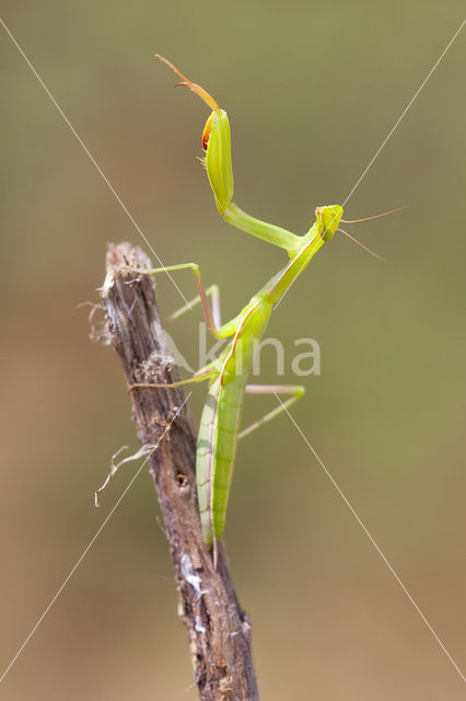 Bidsprinkhaan (Mantis religiosa)