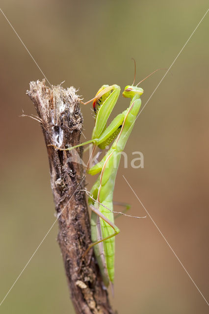 Bidsprinkhaan (Mantis religiosa)