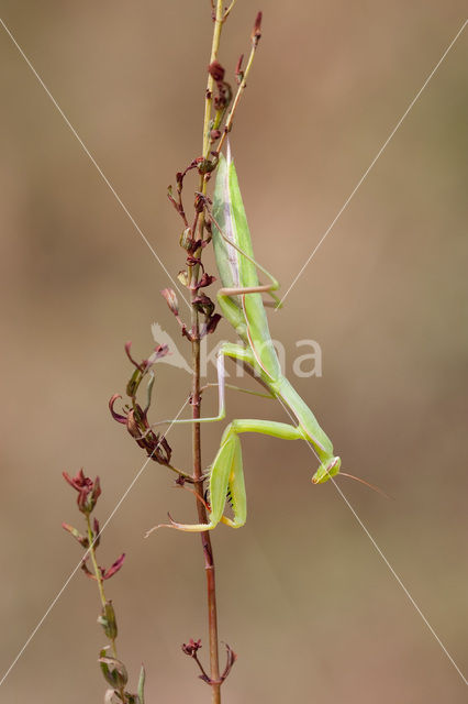 Bidsprinkhaan (Mantis religiosa)