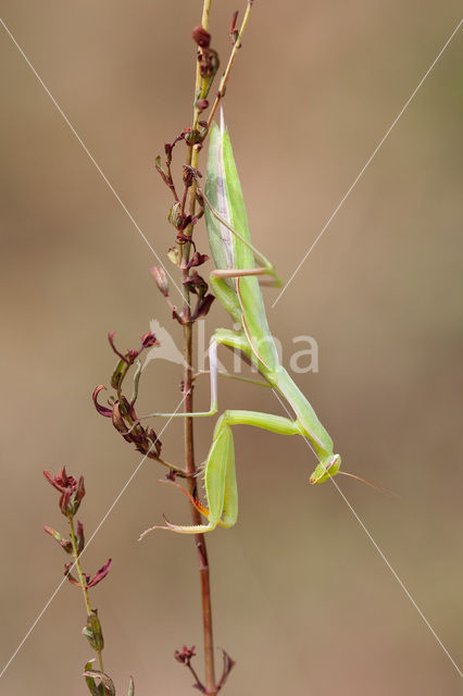 Bidsprinkhaan (Mantis religiosa)