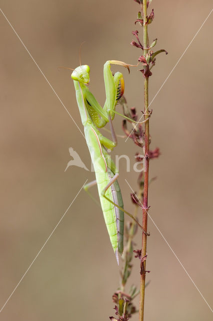 Bidsprinkhaan (Mantis religiosa)