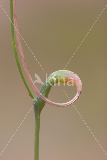 gall wasp (Phanacis hypochoeridis)