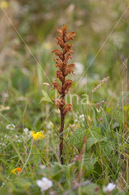 Bitterkruidbremraap (Orobanche picridis)