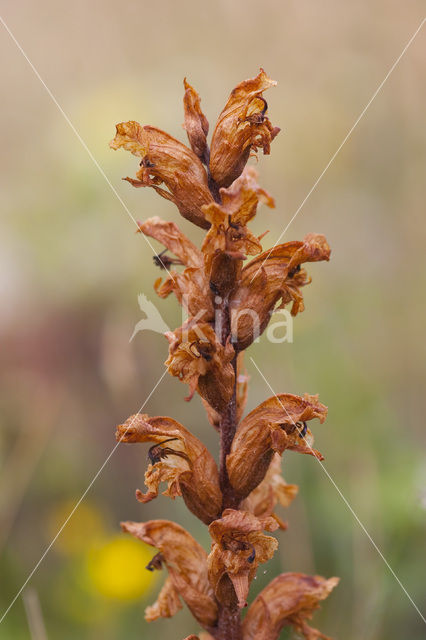 Bitterkruidbremraap (Orobanche picridis)