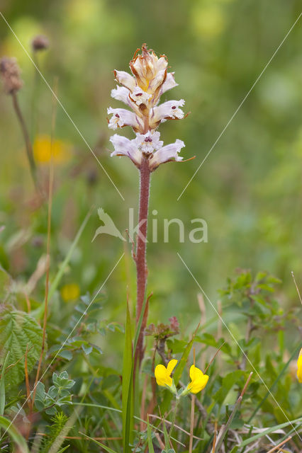 Bitterkruidbremraap (Orobanche picridis)