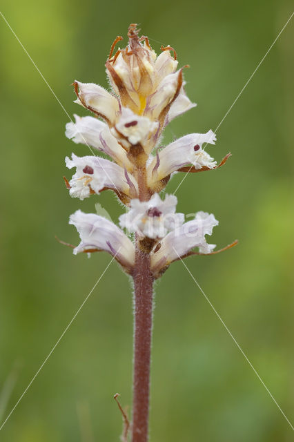 Bitterkruidbremraap (Orobanche picridis)