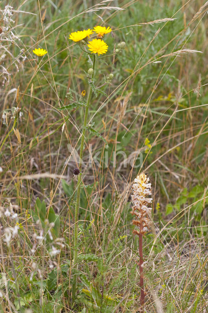 Bitterkruidbremraap (Orobanche picridis)