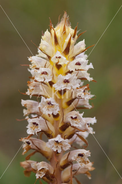 Bitterkruidbremraap (Orobanche picridis)