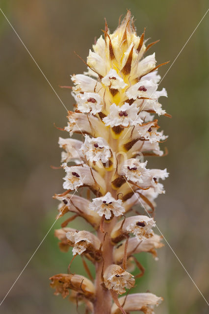 Bitterkruidbremraap (Orobanche picridis)