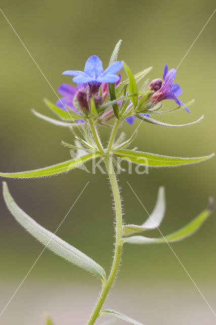 Purple Gromwell (Lithospermum purpurocaeruleum)