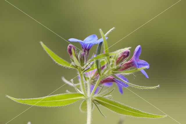 Blauw Parelzaad (Lithospermum purpurocaeruleum)