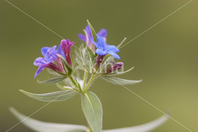 Blauw Parelzaad (Lithospermum purpurocaeruleum)