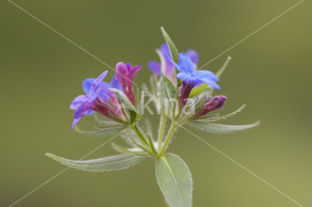 Blauw Parelzaad (Lithospermum purpurocaeruleum)