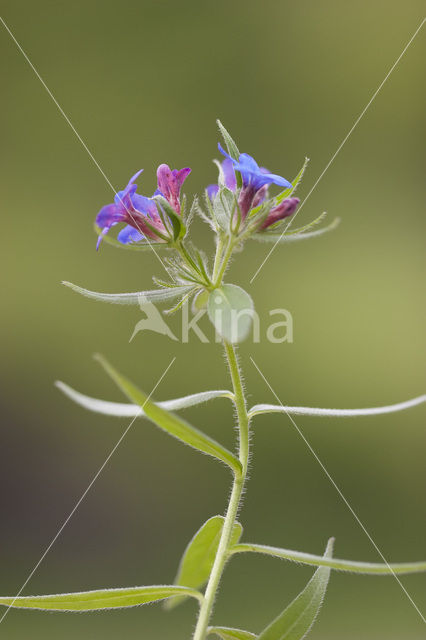 Purple Gromwell (Lithospermum purpurocaeruleum)