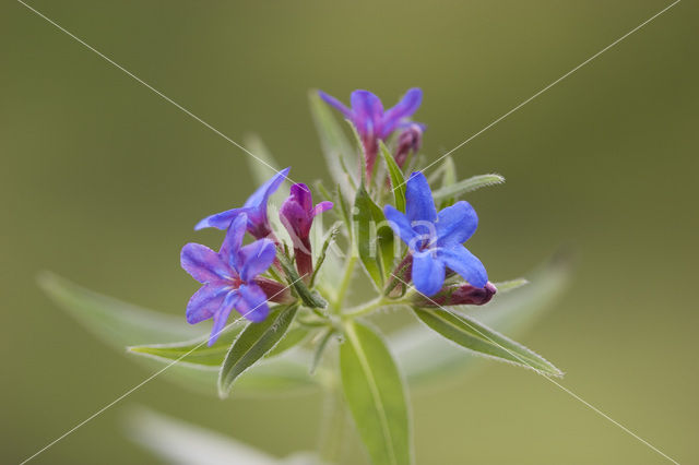 Purple Gromwell (Lithospermum purpurocaeruleum)