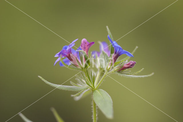 Blauw Parelzaad (Lithospermum purpurocaeruleum)