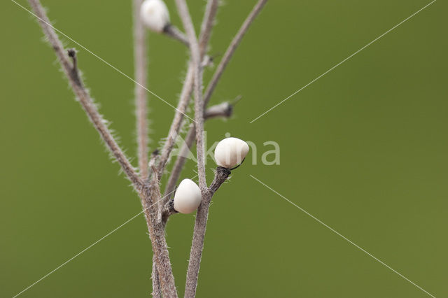 Blauw Parelzaad (Lithospermum purpurocaeruleum)