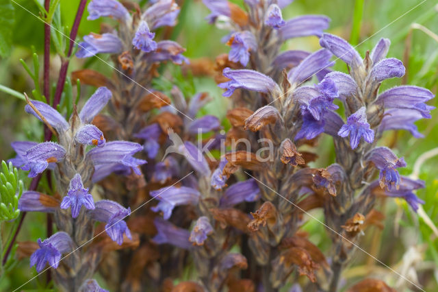 Blauwe bremraap (Orobanche purpurea)