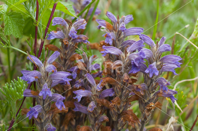 Blauwe bremraap (Orobanche purpurea)