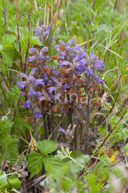 Blauwe bremraap (Orobanche purpurea)